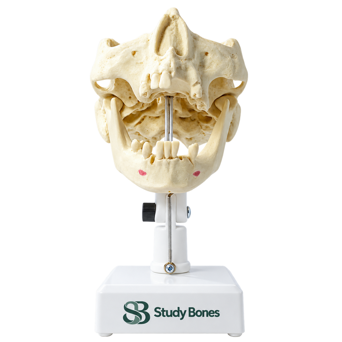 Premolar Dental Model