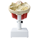 Premolar Dental Model with Gingiva
