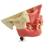 Premolar Dental Model with Gingiva