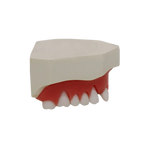 Periodontal Maxilla