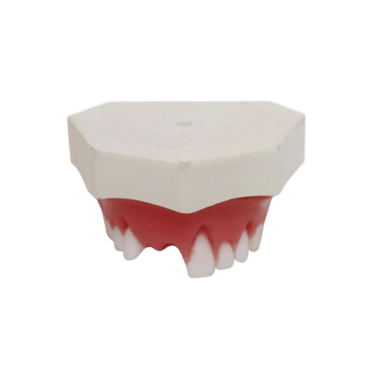 Periodontal Maxilla