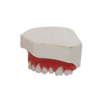 Periodontal Maxilla