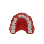 Periodontal Maxilla
