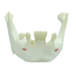 Mandible with Partial Dentition