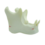 Mandible with Partial Dentition