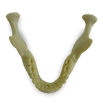 Mandible with All Teeth