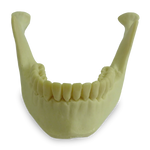 Mandible with All Teeth