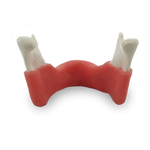 Edentulous Mandible with True Gingiva — 4010 GT