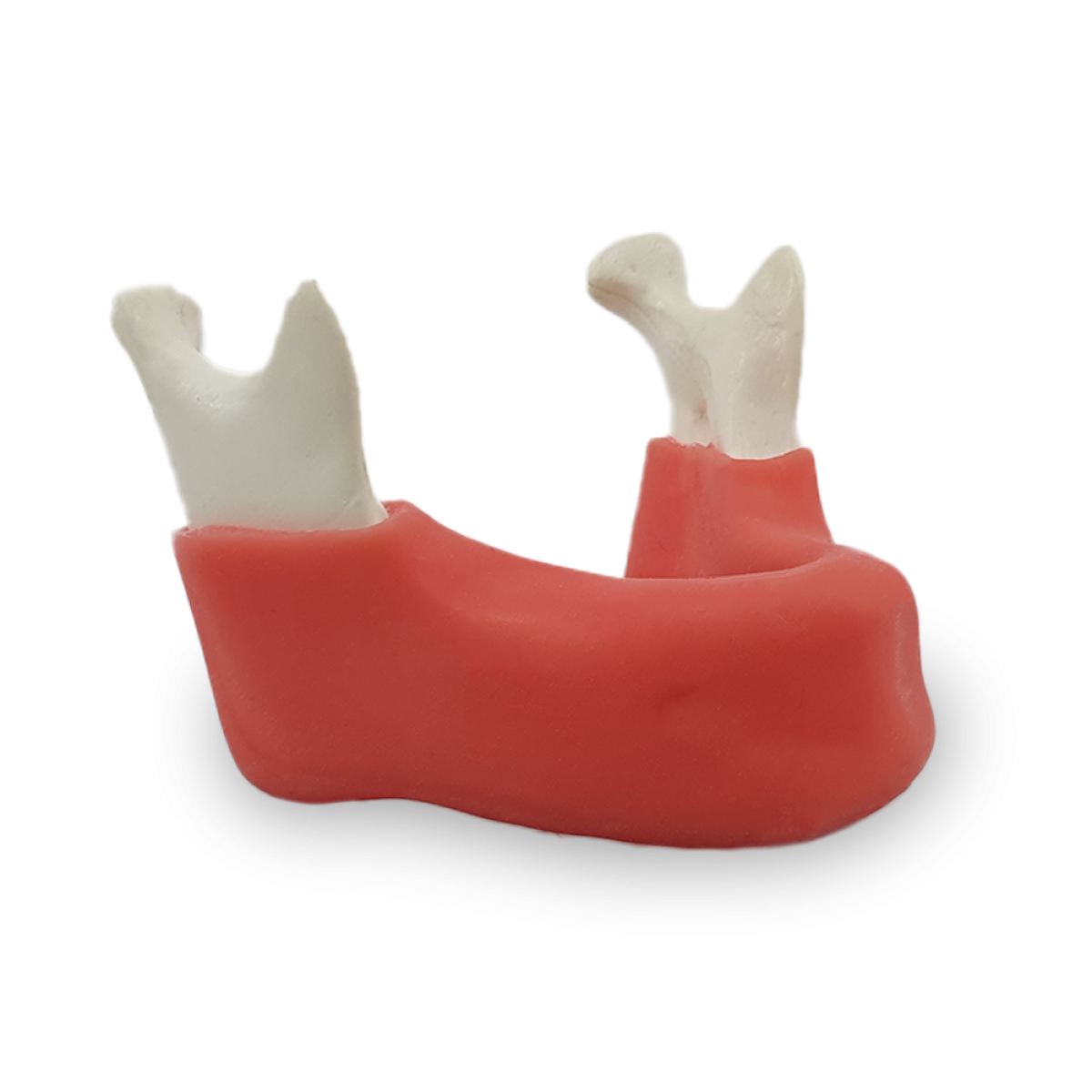 Edentulous Mandible with True Gingiva — 4010 GT
