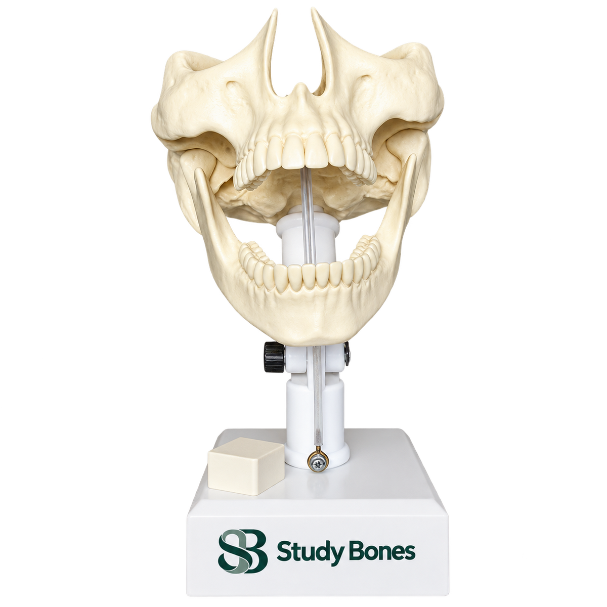Dental Model with all Teeth