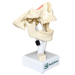 Dental Model with all Teeth