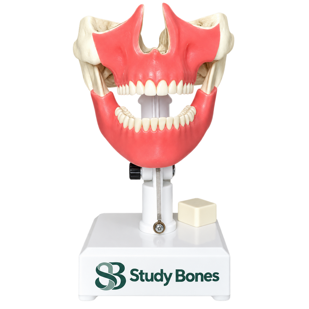 Dental Model with All Teeth and Gingiva