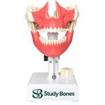 Dental Model with All Teeth and Gingiva