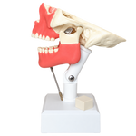 Dental Model with All Teeth and Gingiva