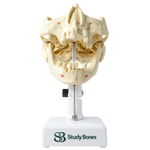 Premolar Dental Model