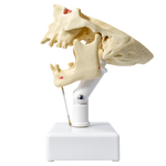 Premolar Dental Model