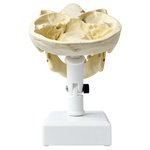 Premolar Dental Model
