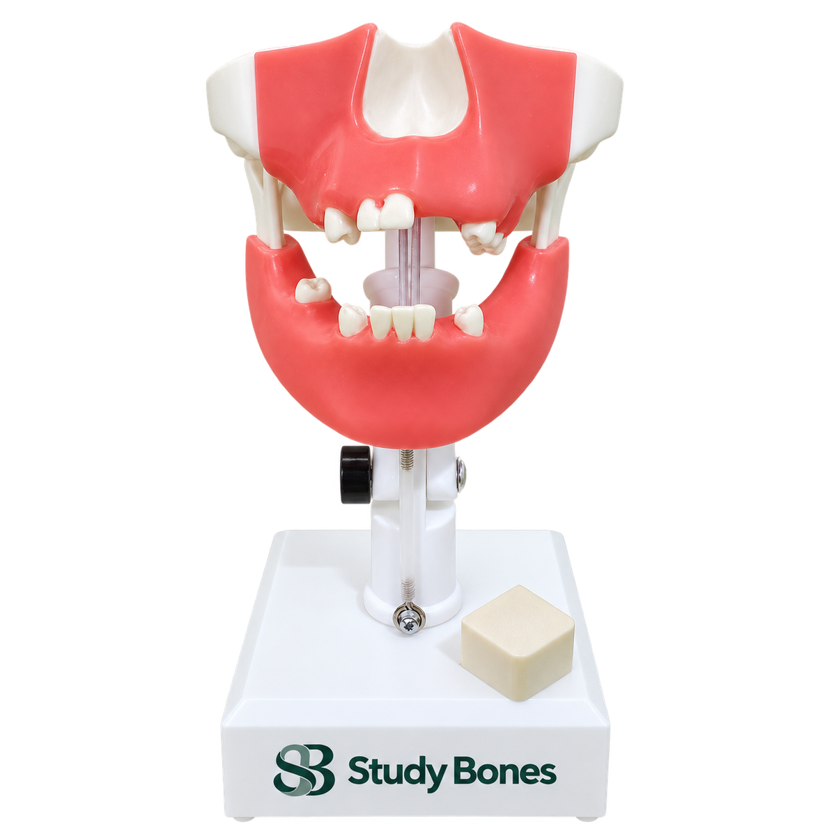 Premolar Dental Model with Impacted Third Molar and Gingiva