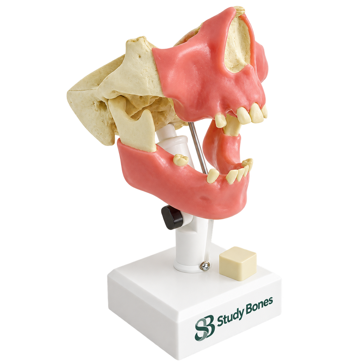 Premolar Dental Model with Gingiva