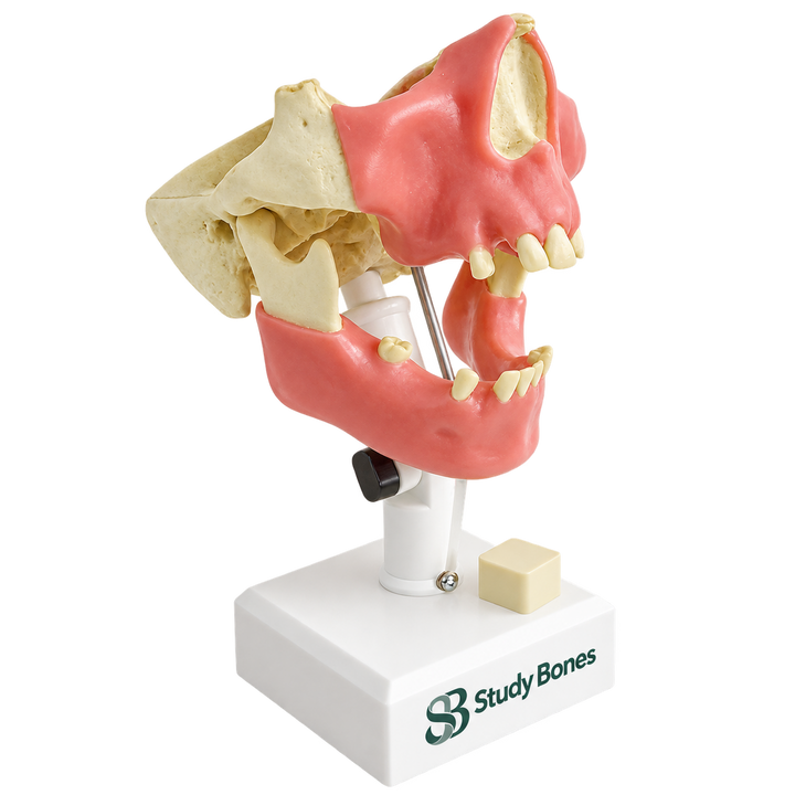 Premolar Dental Model with Gingiva