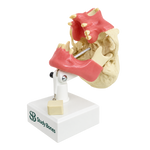 Premolar Dental Model with Gingiva