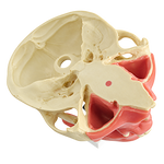 Premolar Dental Model with Gingiva