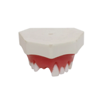 Periodontal Maxilla