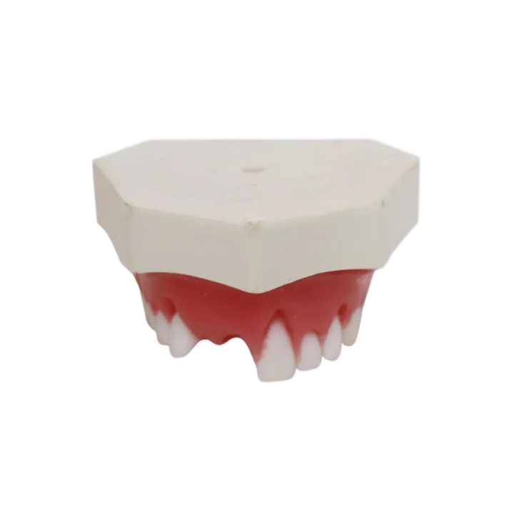 Periodontal Maxilla
