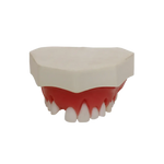 Periodontal Maxilla