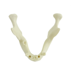 Mandible with Partial Dentition