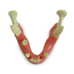 Mandible with Partial Dentition and Gingiva