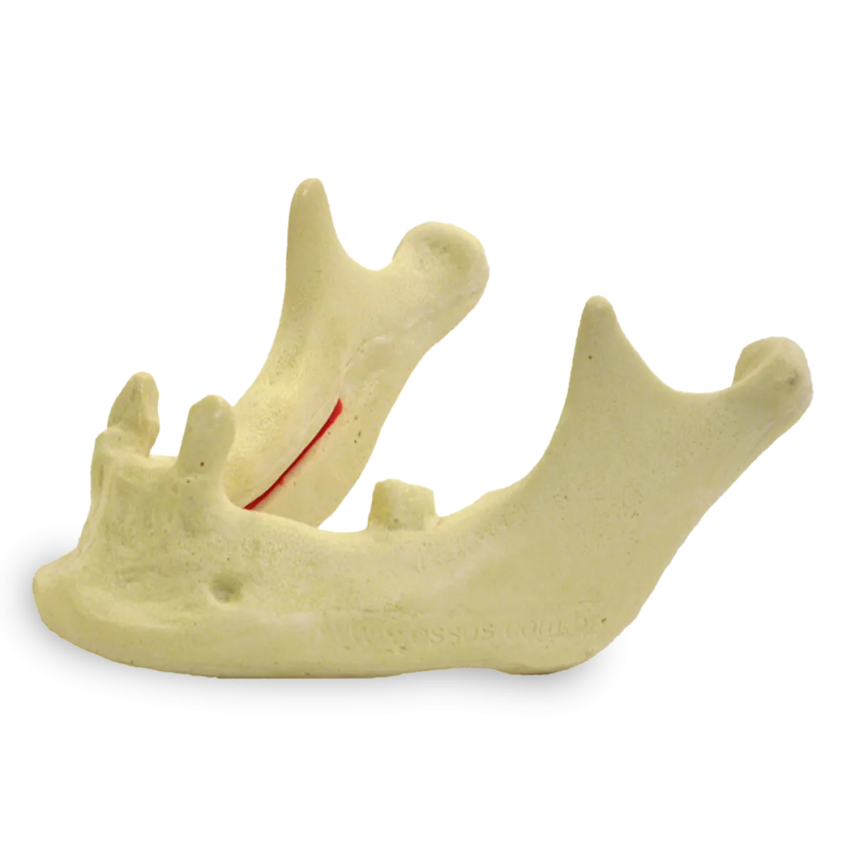 Mandible with Canines and Left Second Molar