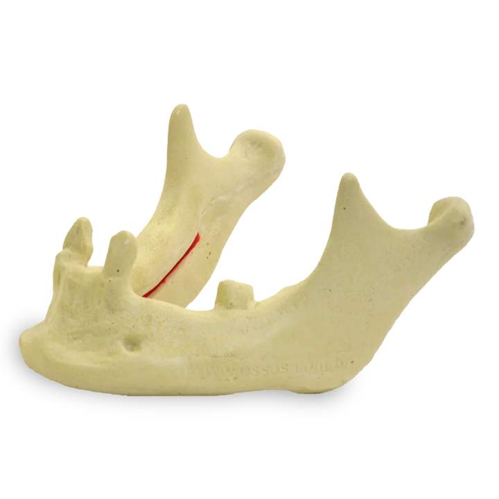 Mandible with Canines and Left Second Molar