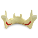 Mandible with Canines and Left Second Molar