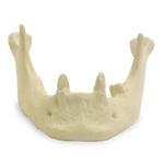 Mandible with Canines and Left Second Molar