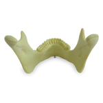 Mandible with All Teeth