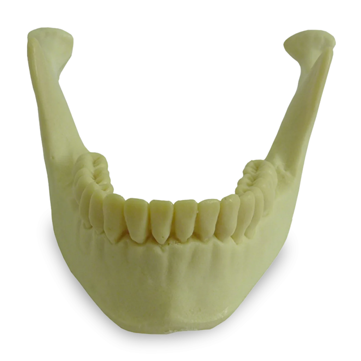 Mandible with All Teeth