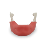 Edentulous Mandible with True Gingiva — 4010 GT