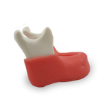 Edentulous Mandible with True Gingiva — 4010 GT