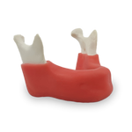 Edentulous Mandible with True Gingiva — 4010 GT