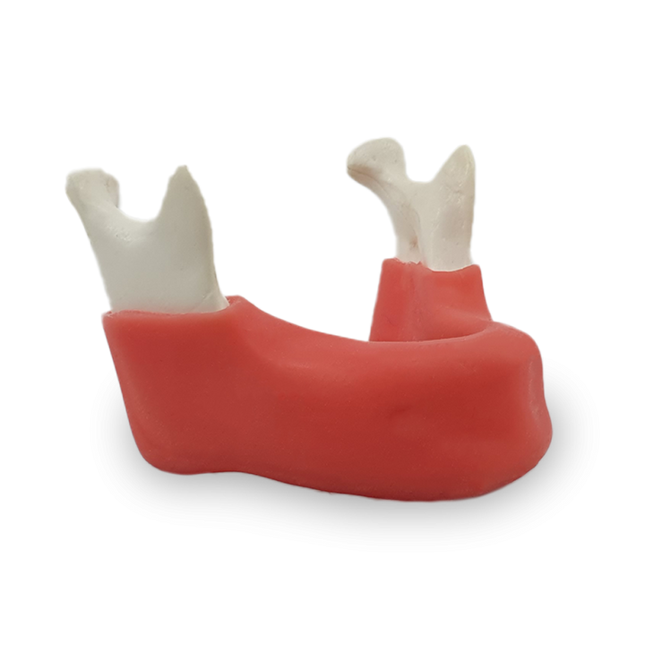 Edentulous Mandible with True Gingiva — 4010 GT