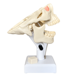 Dental Model with all Teeth