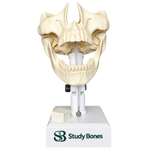Dental Model with all Teeth