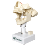 Dental Model with all Teeth