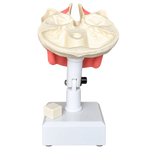 Dental Model with All Teeth and Gingiva