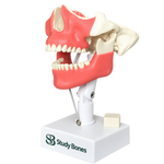Dental Model with All Teeth and Gingiva