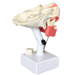 Dental Model with All Teeth and Gingiva