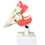 Dental Model with All Teeth and Gingiva