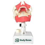 Dental Model with All Teeth and Gingiva